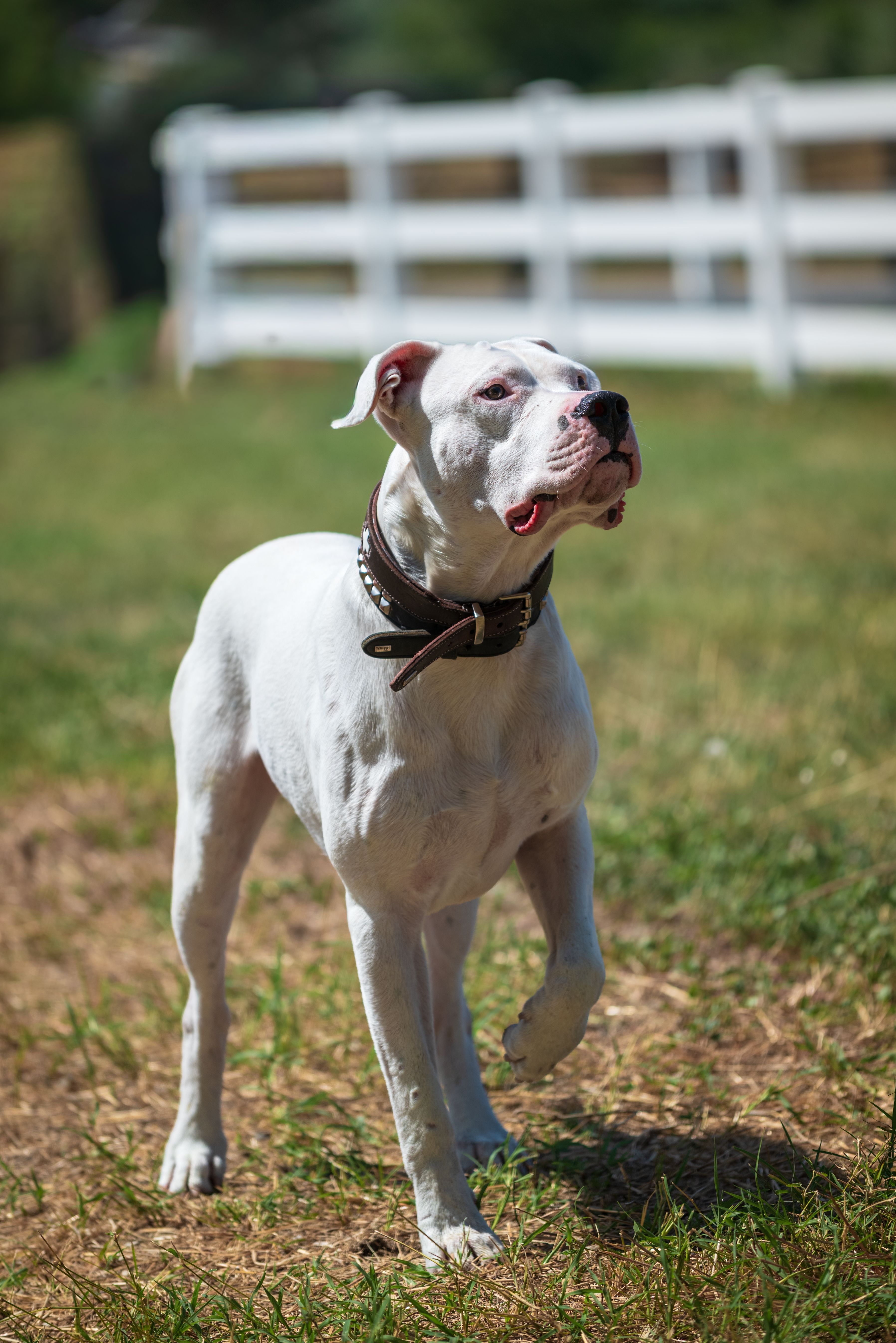 Dogue Argentin
