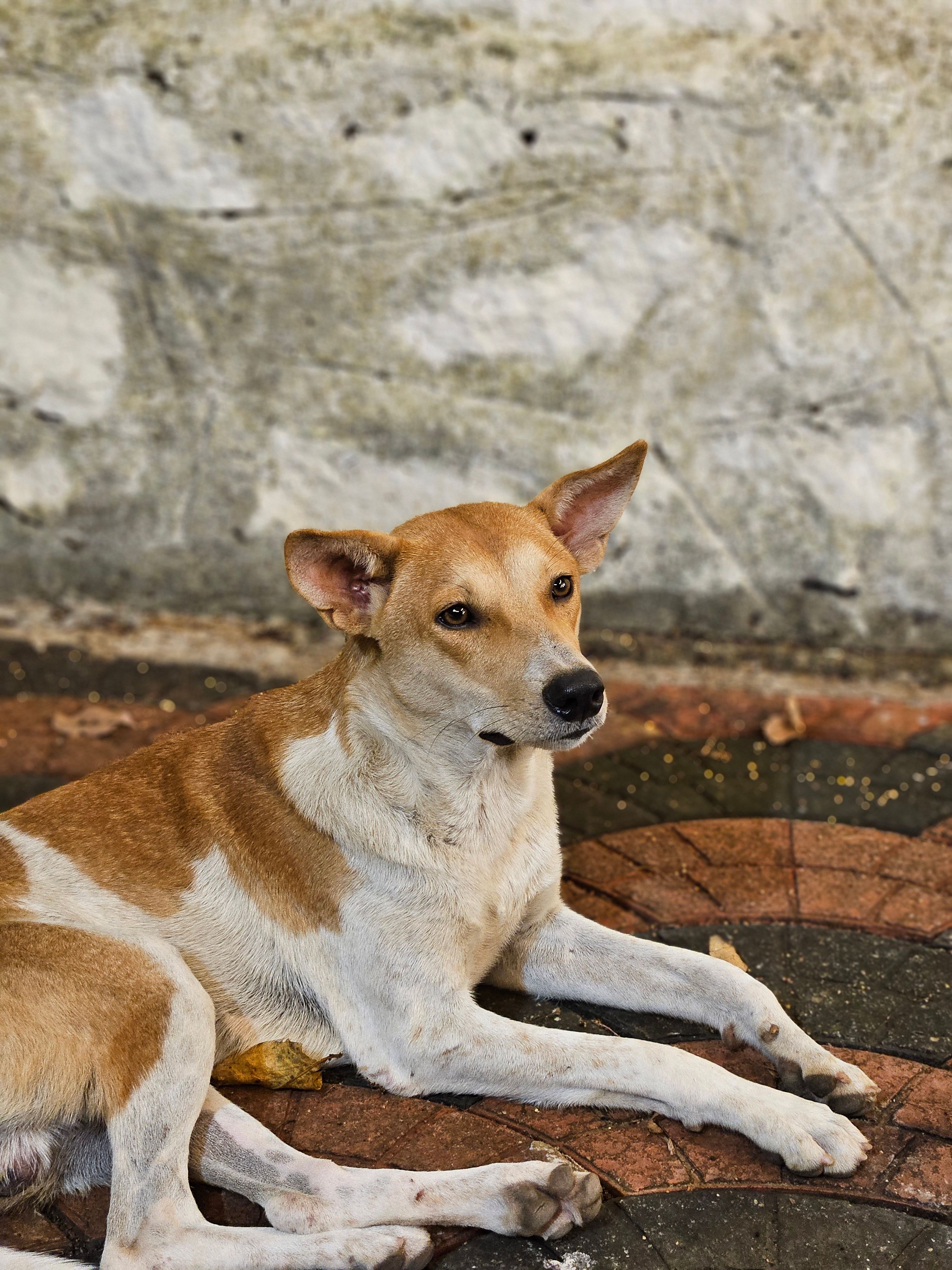 Photo 3 de Basenji