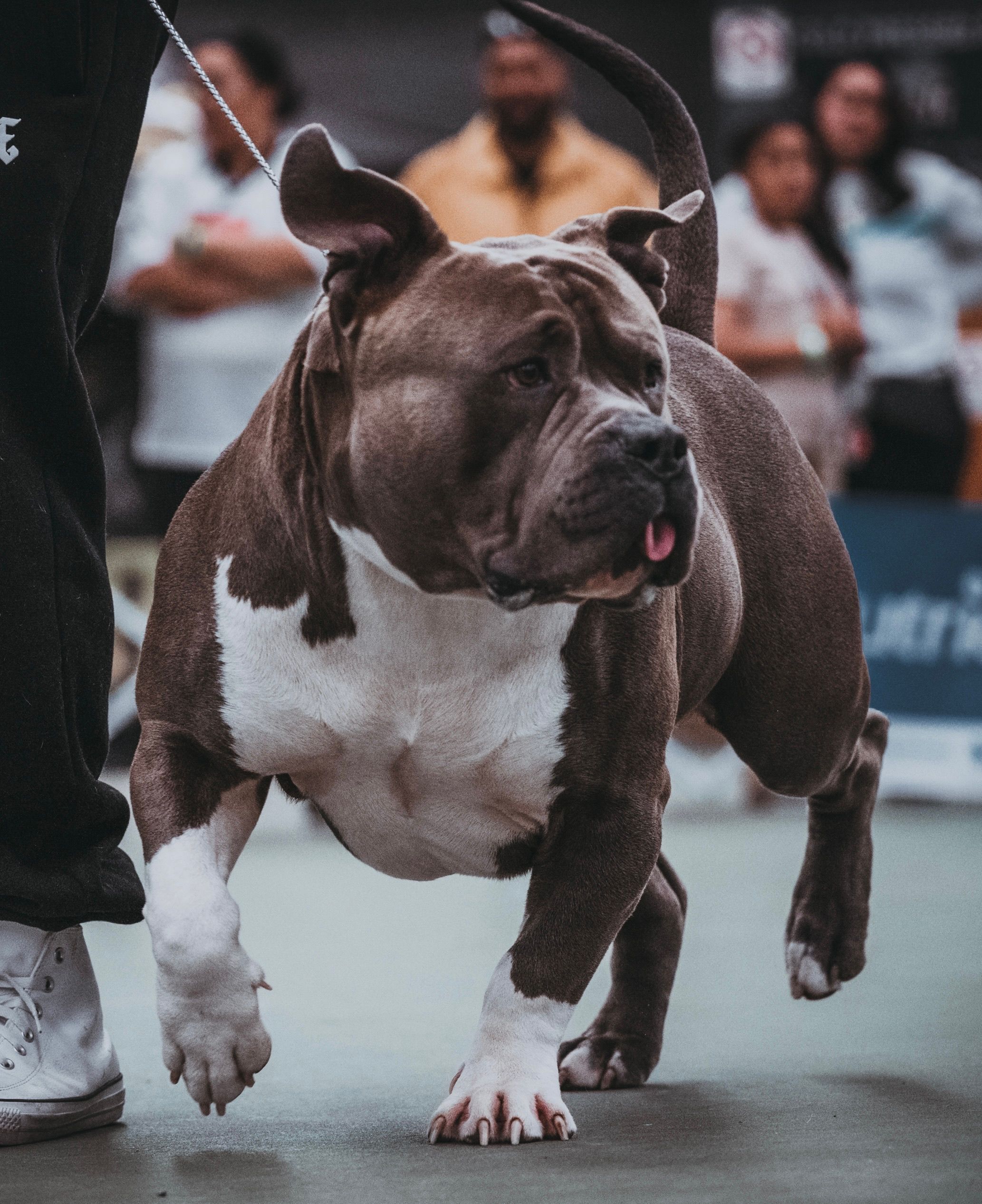 Pocket Bully