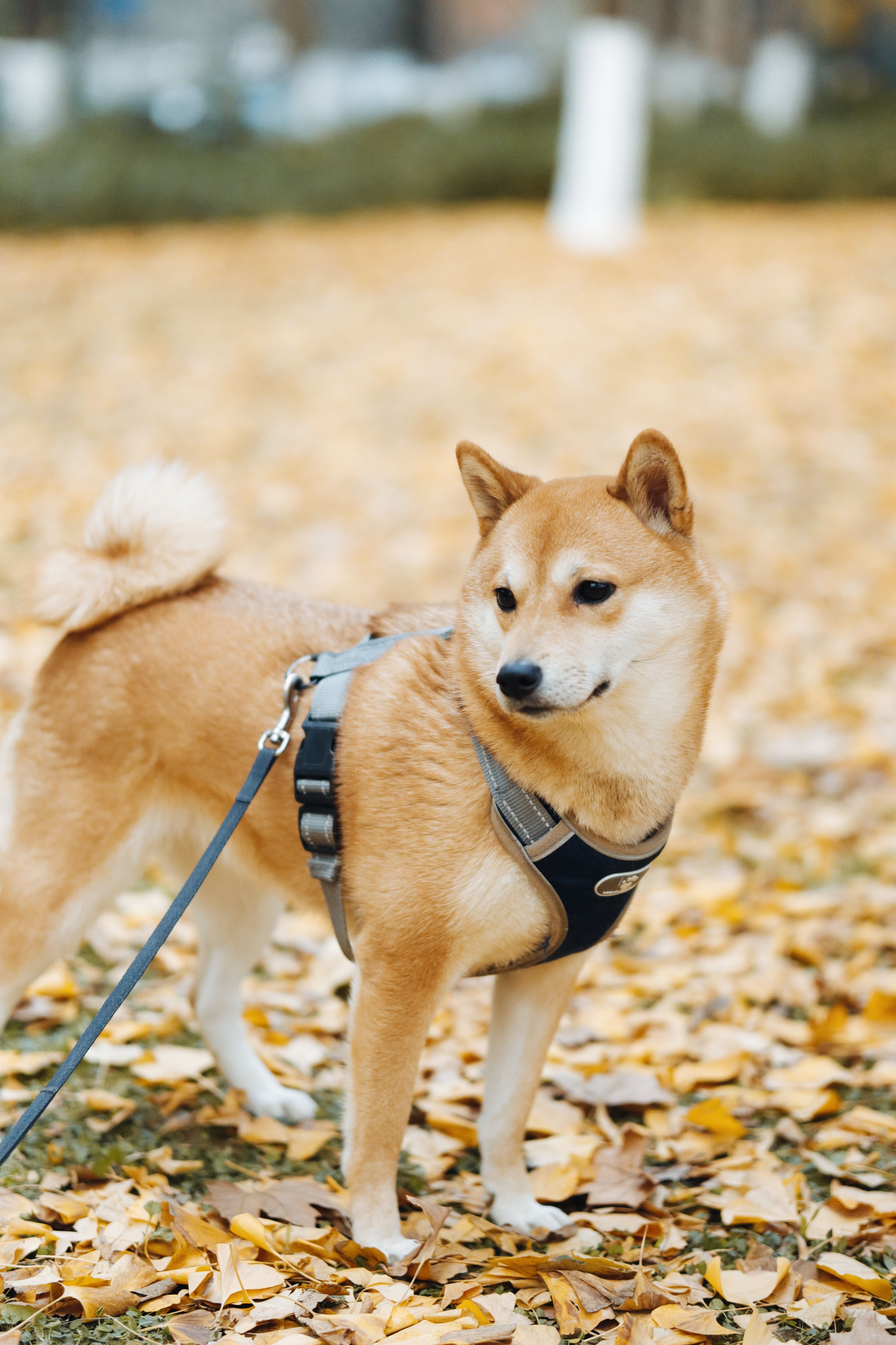 Shiba Inu