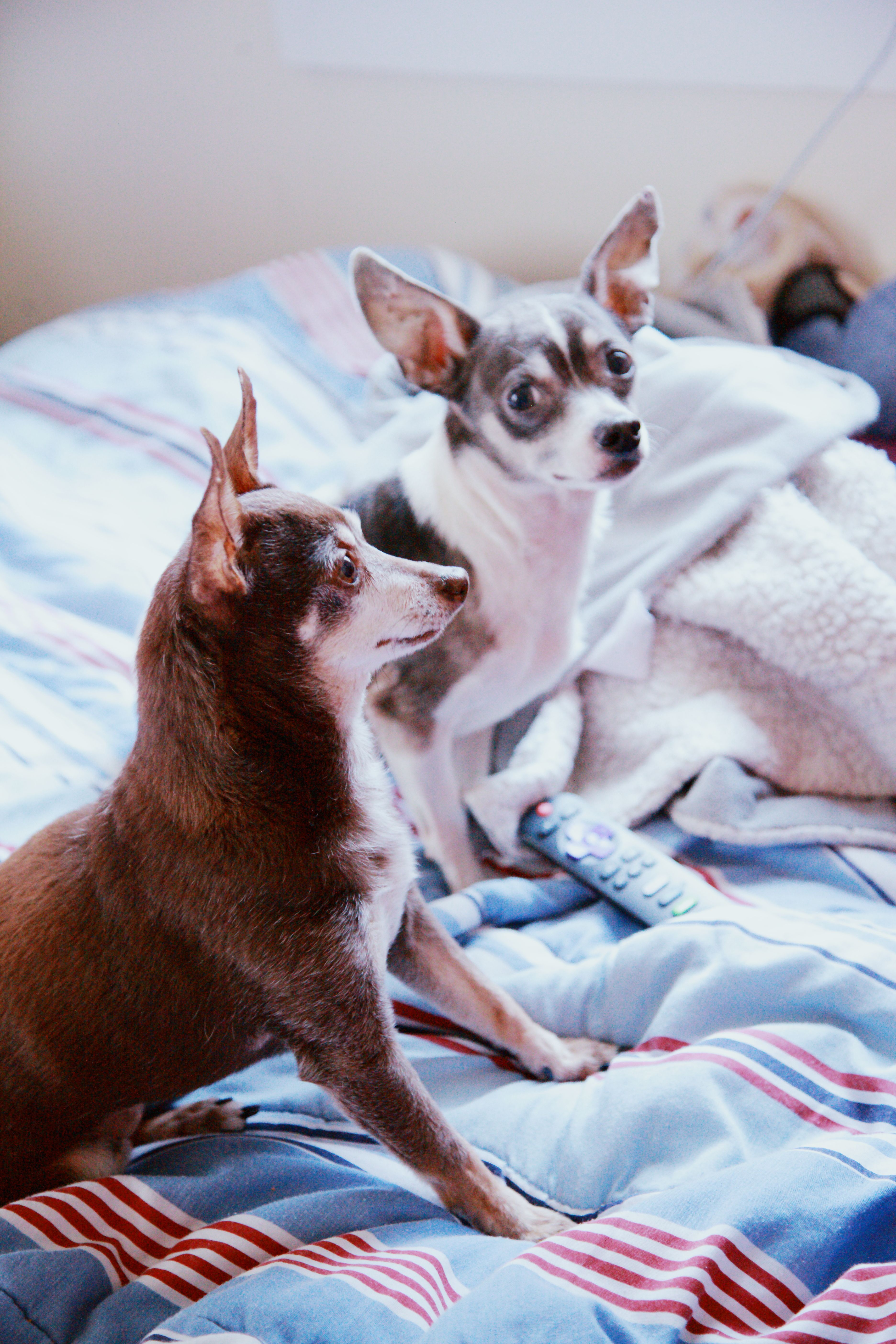 Chihuahua