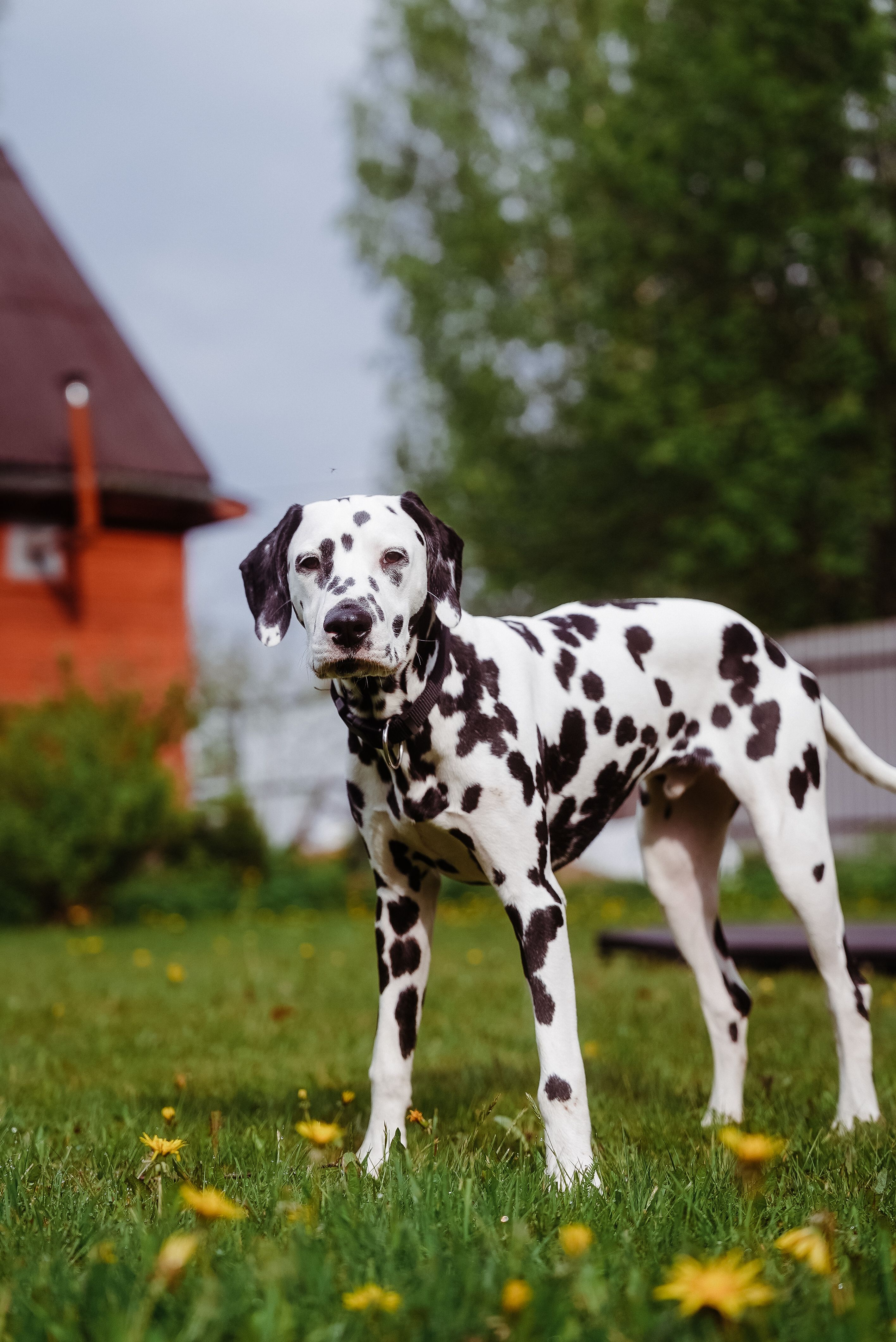 Dalmatien