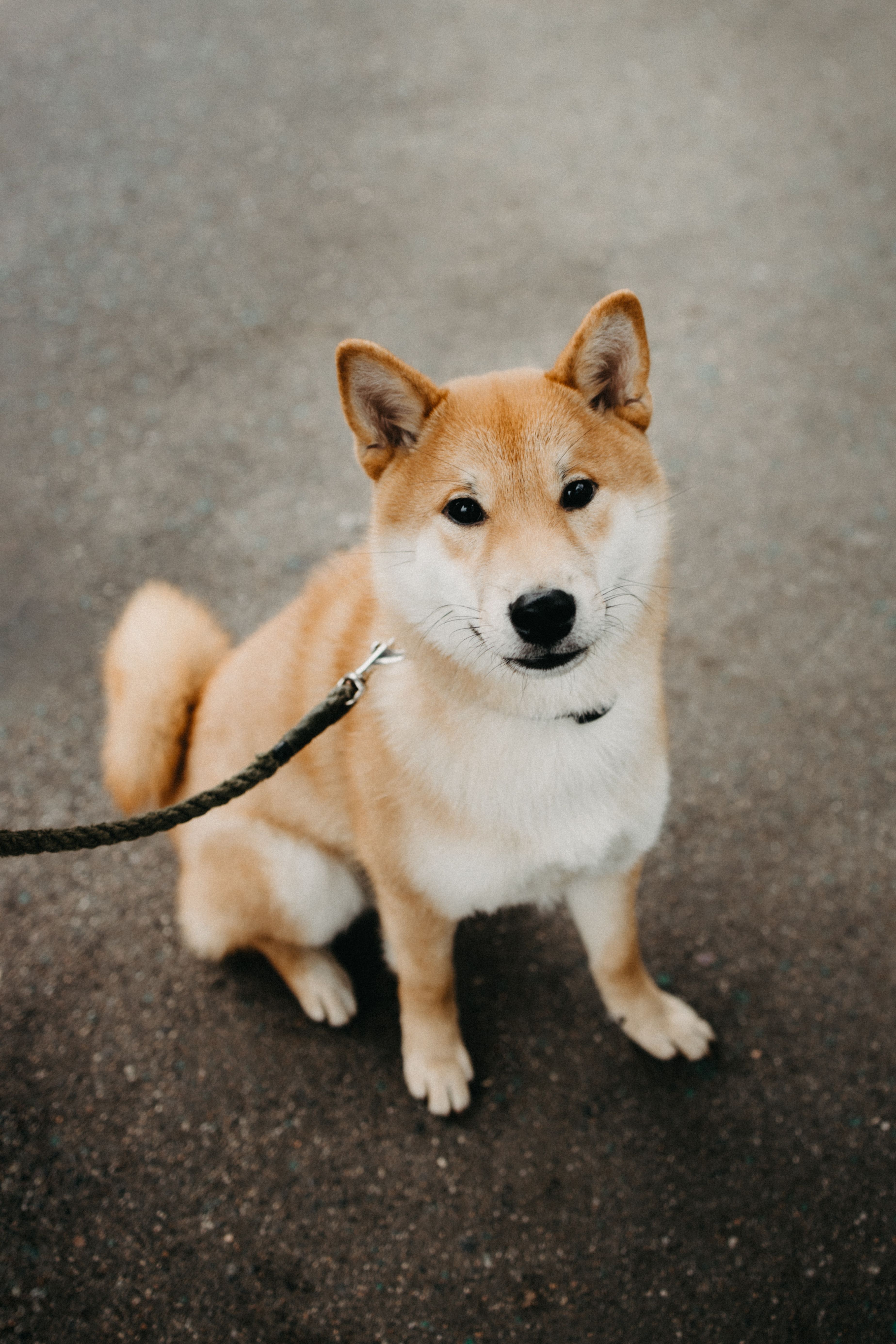 Photo 3 de Shiba Inu