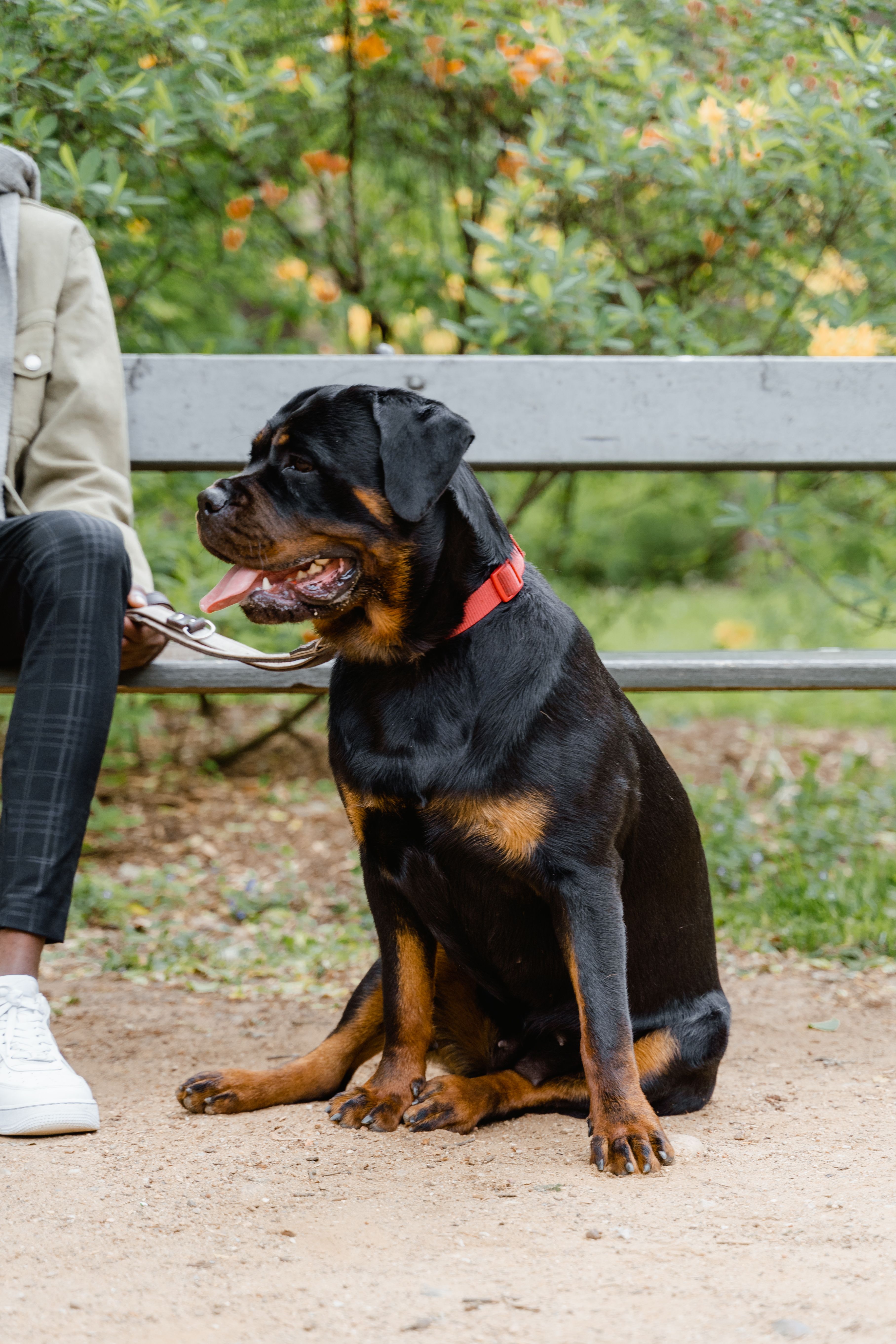 Photo 2 de Rottweiler