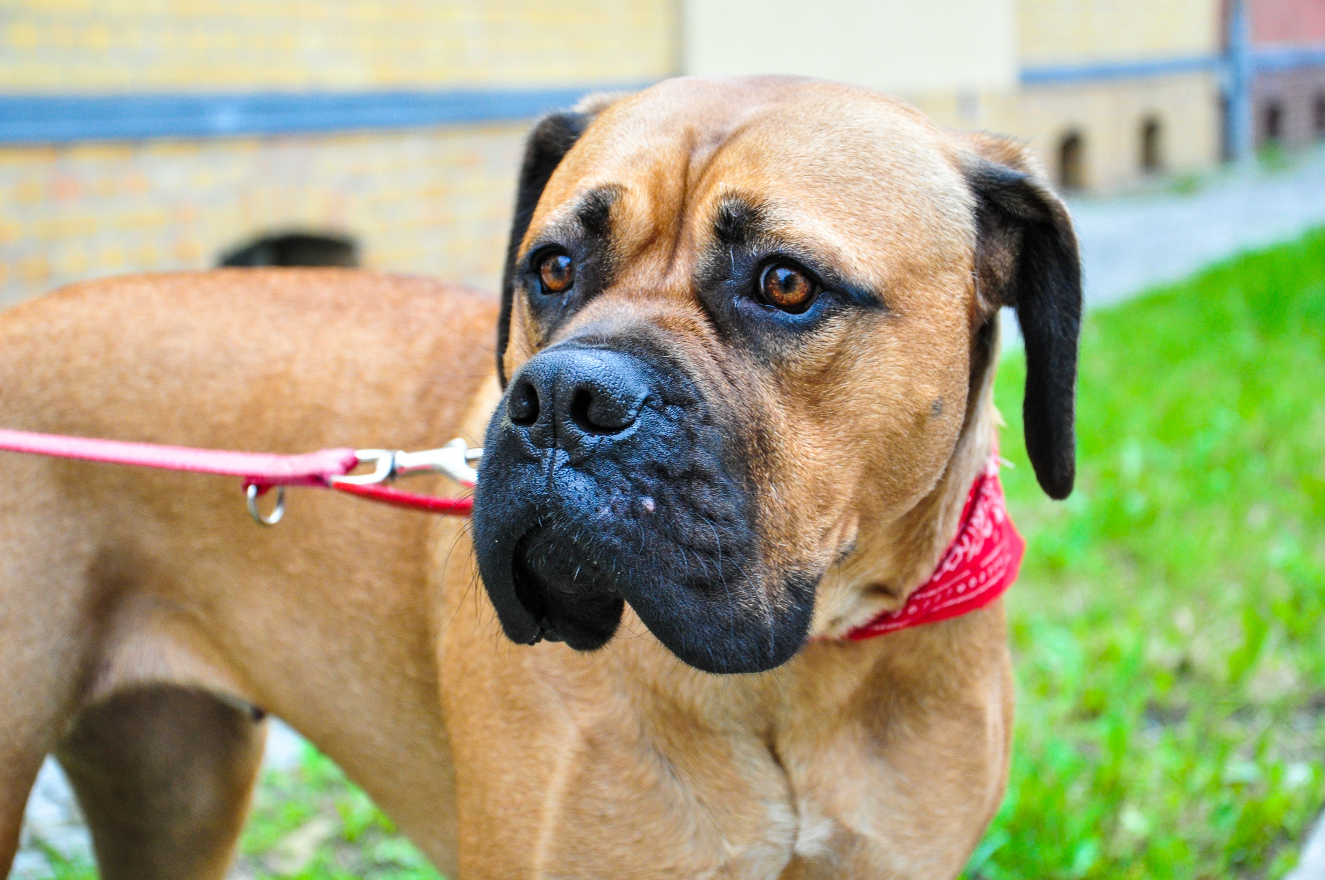 Boerboel