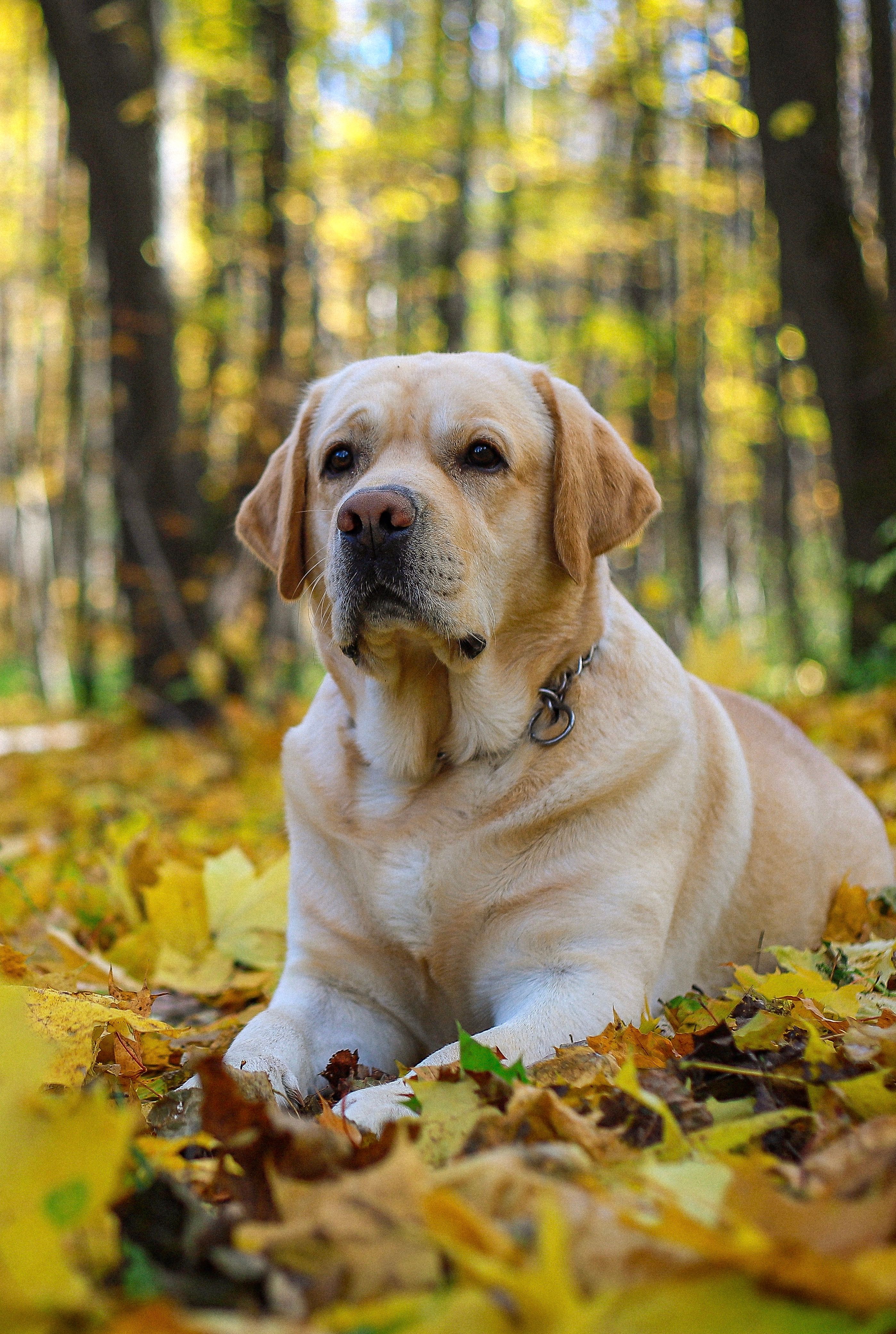Labrador Retriever