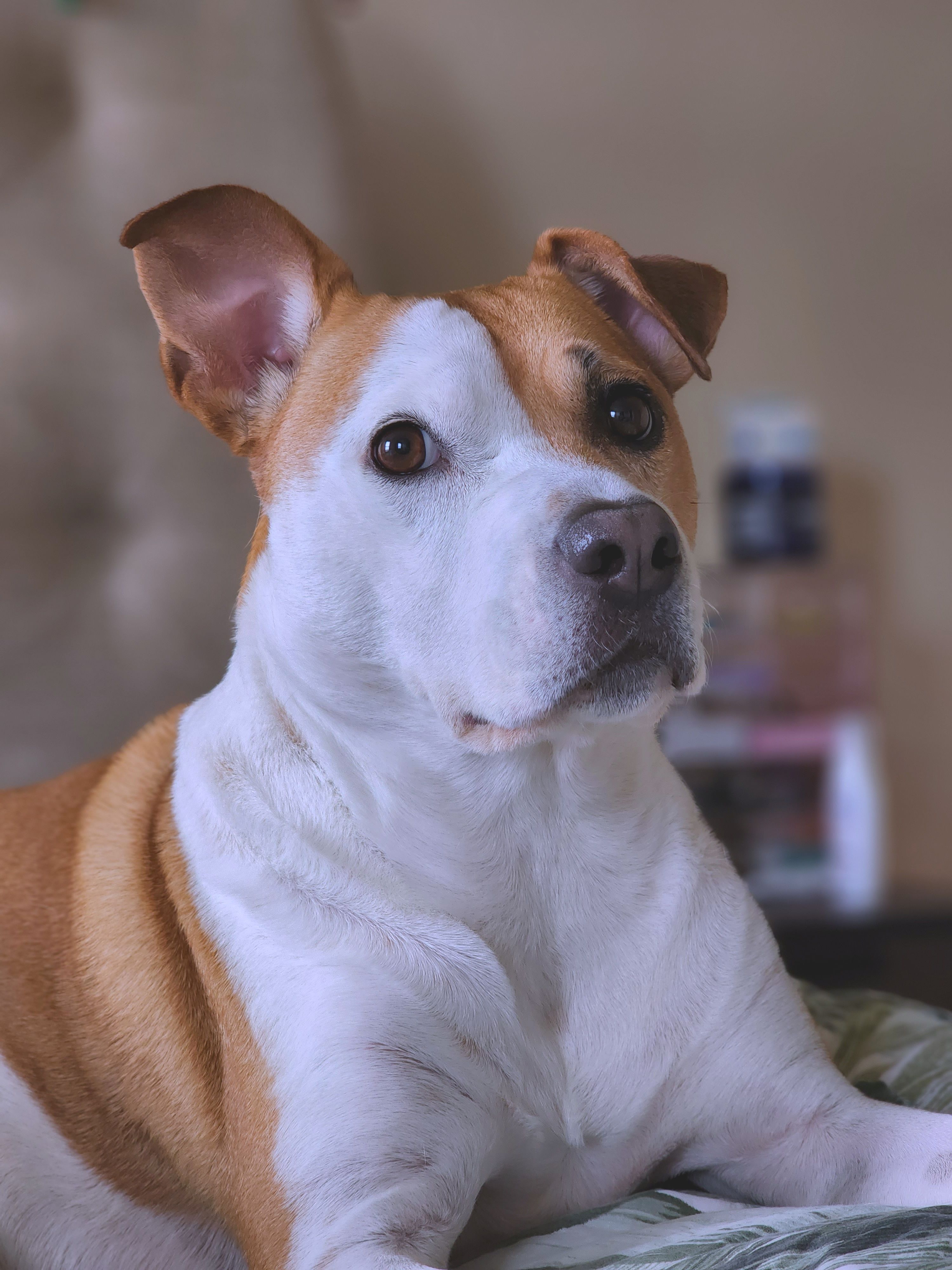 American Staffordshire Terrier