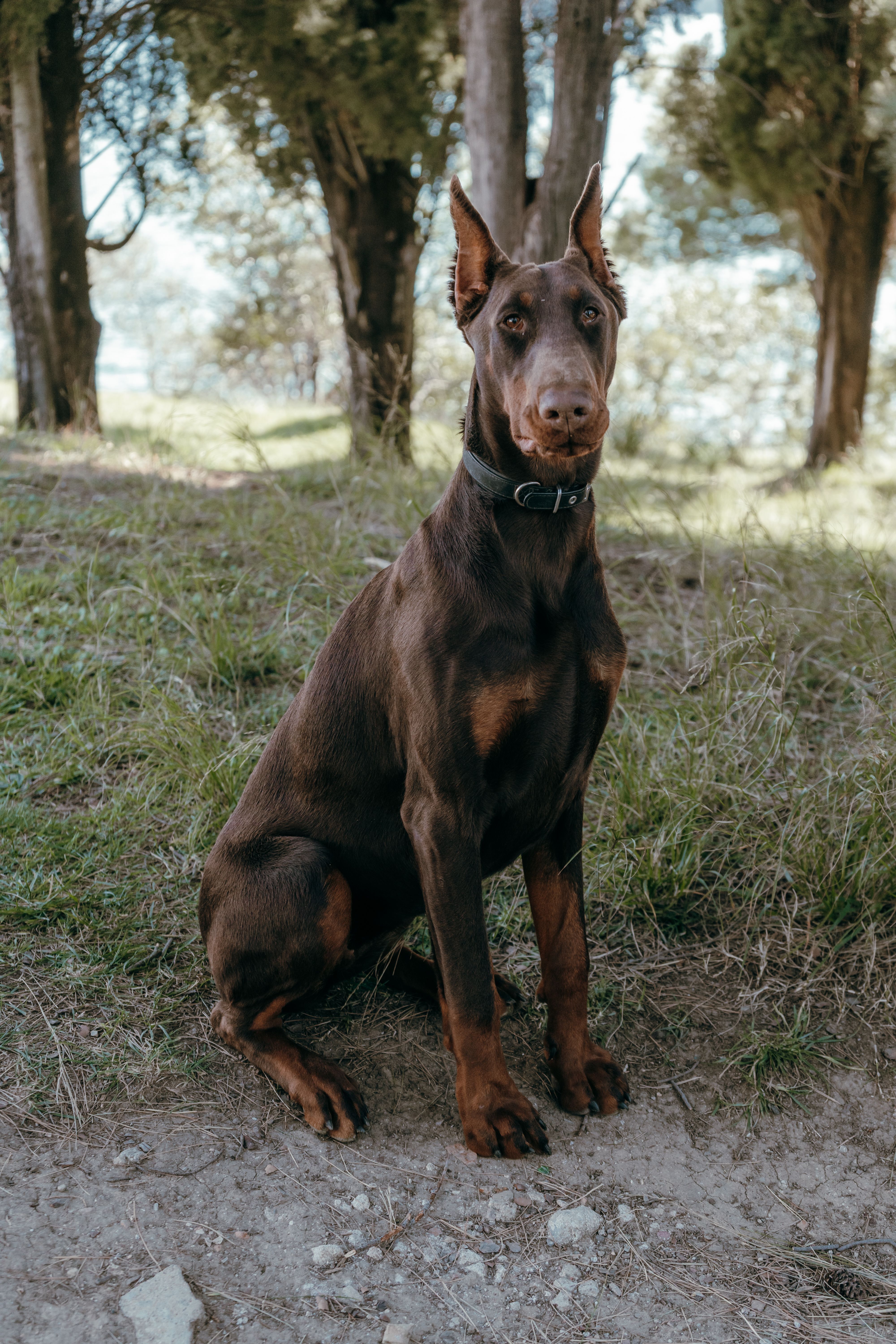 Dobermann