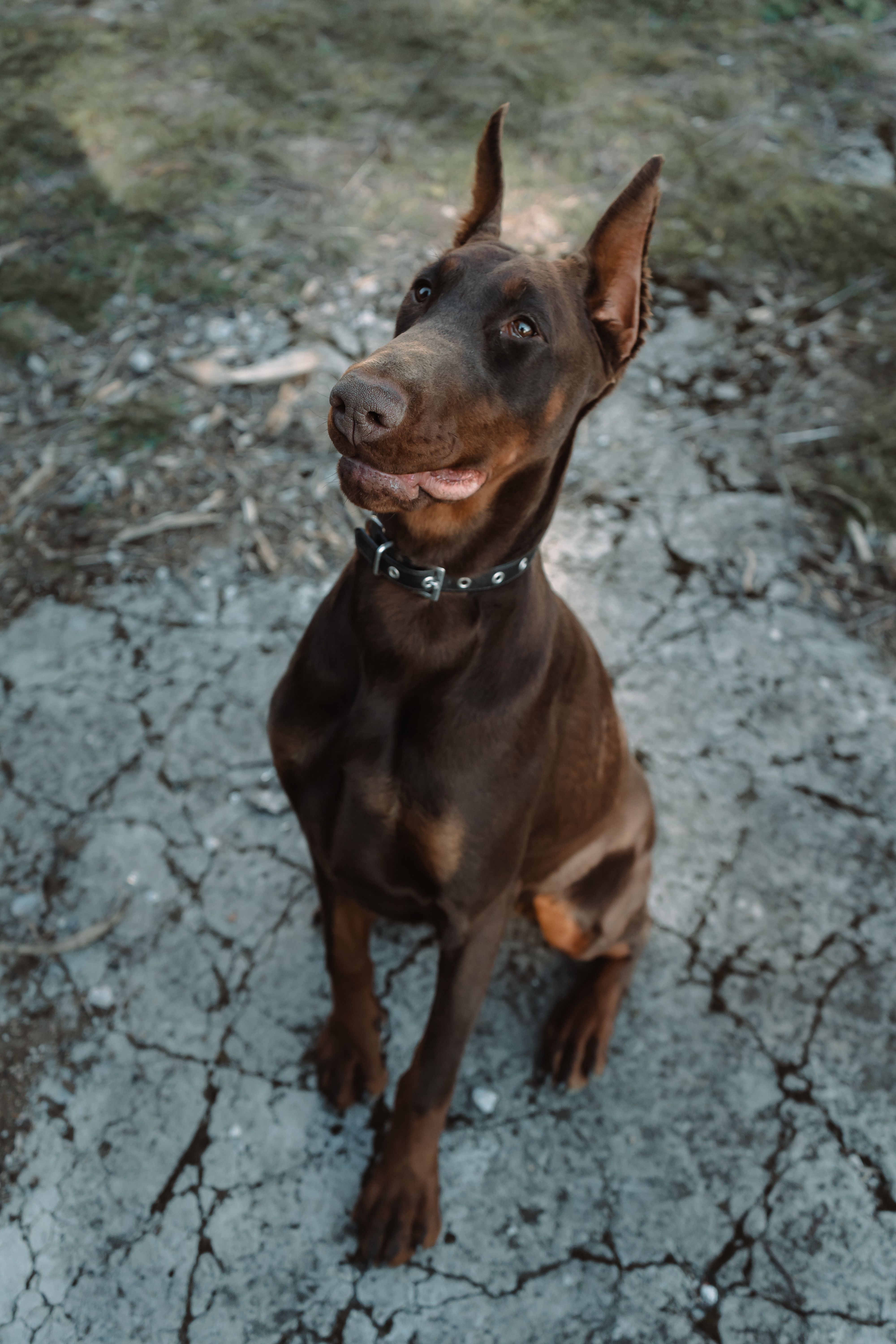Photo 2 de Dobermann