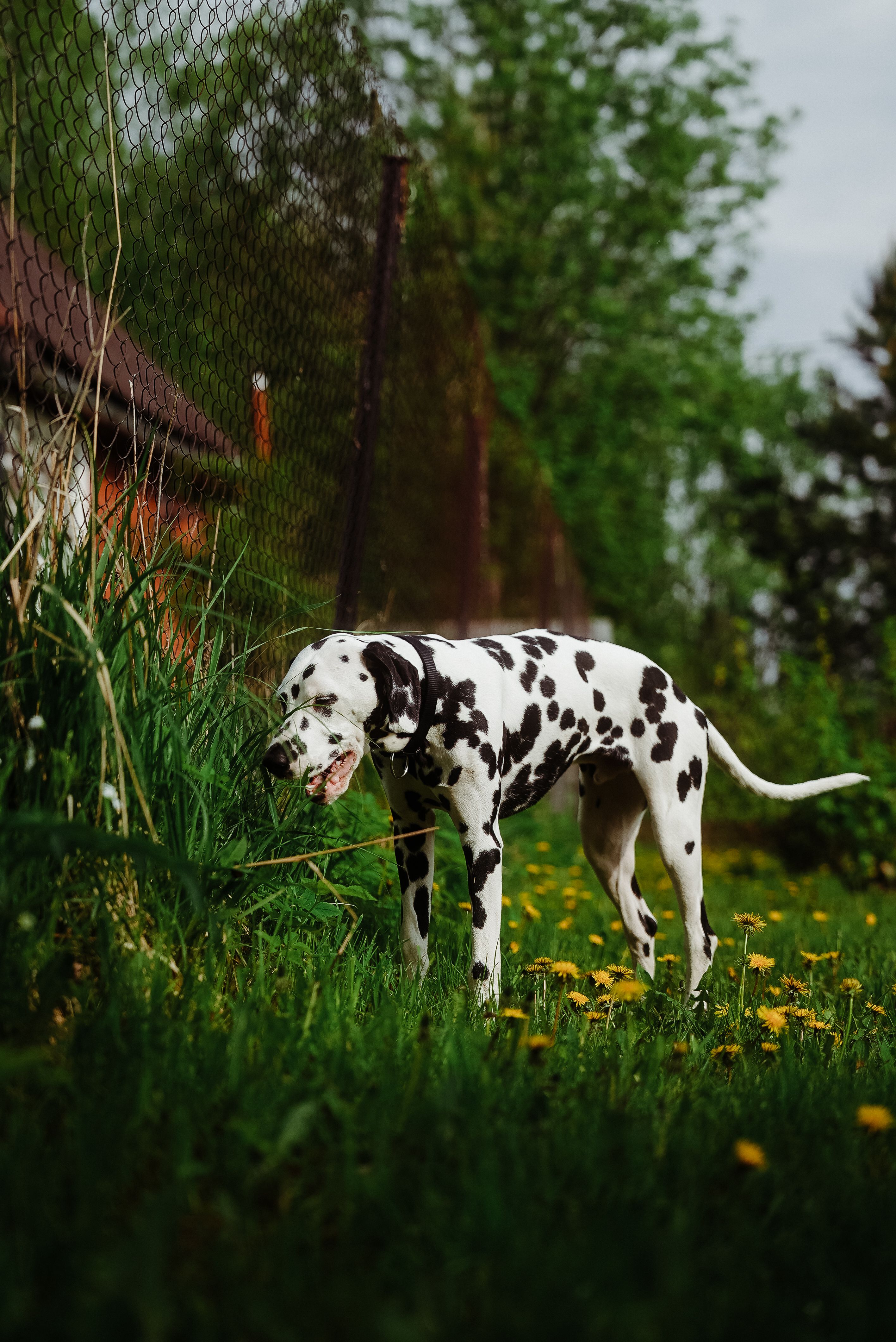 Photo 2 de Dalmatien
