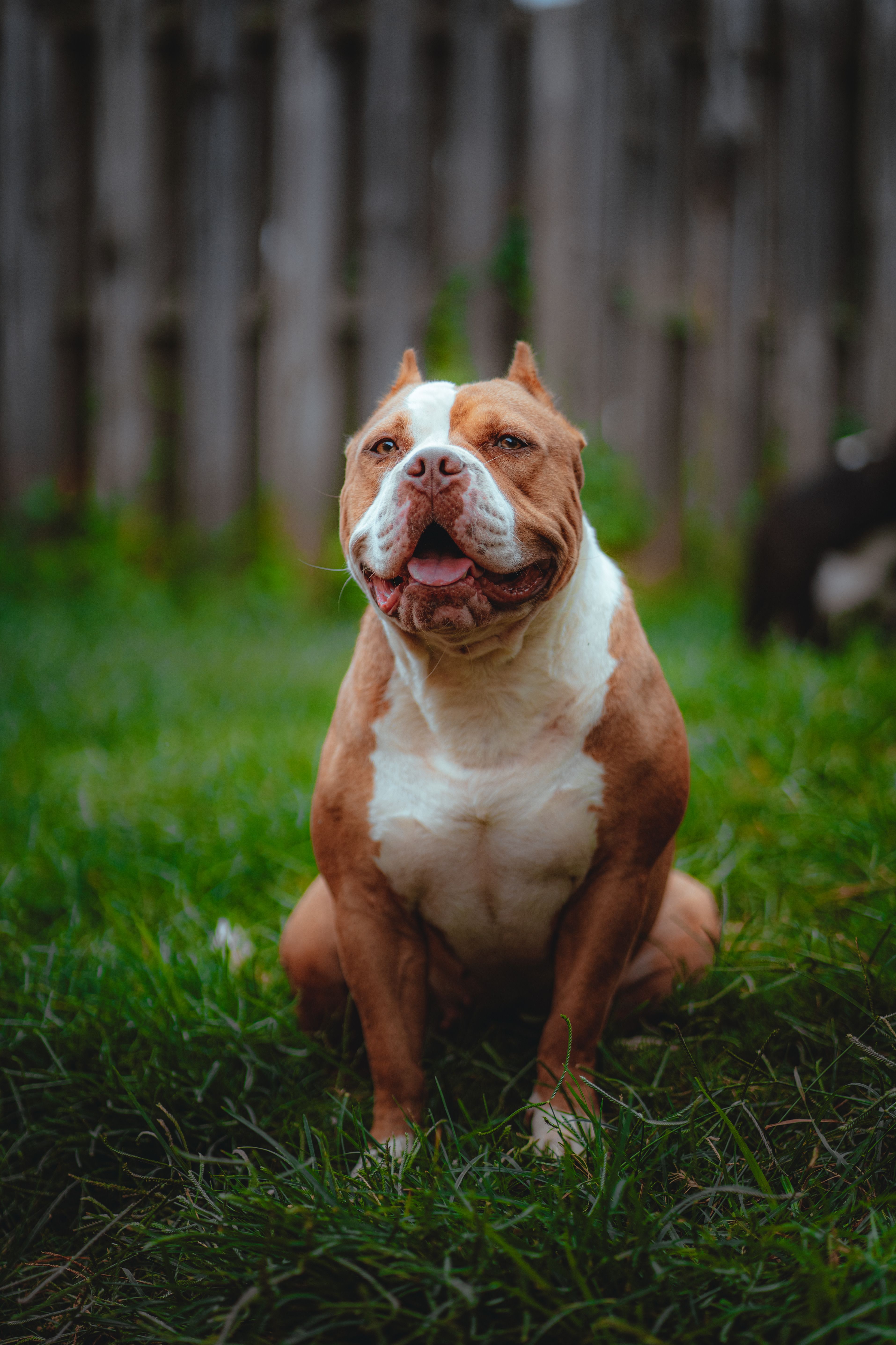 American Pit Bull Terrier (Pitbull)