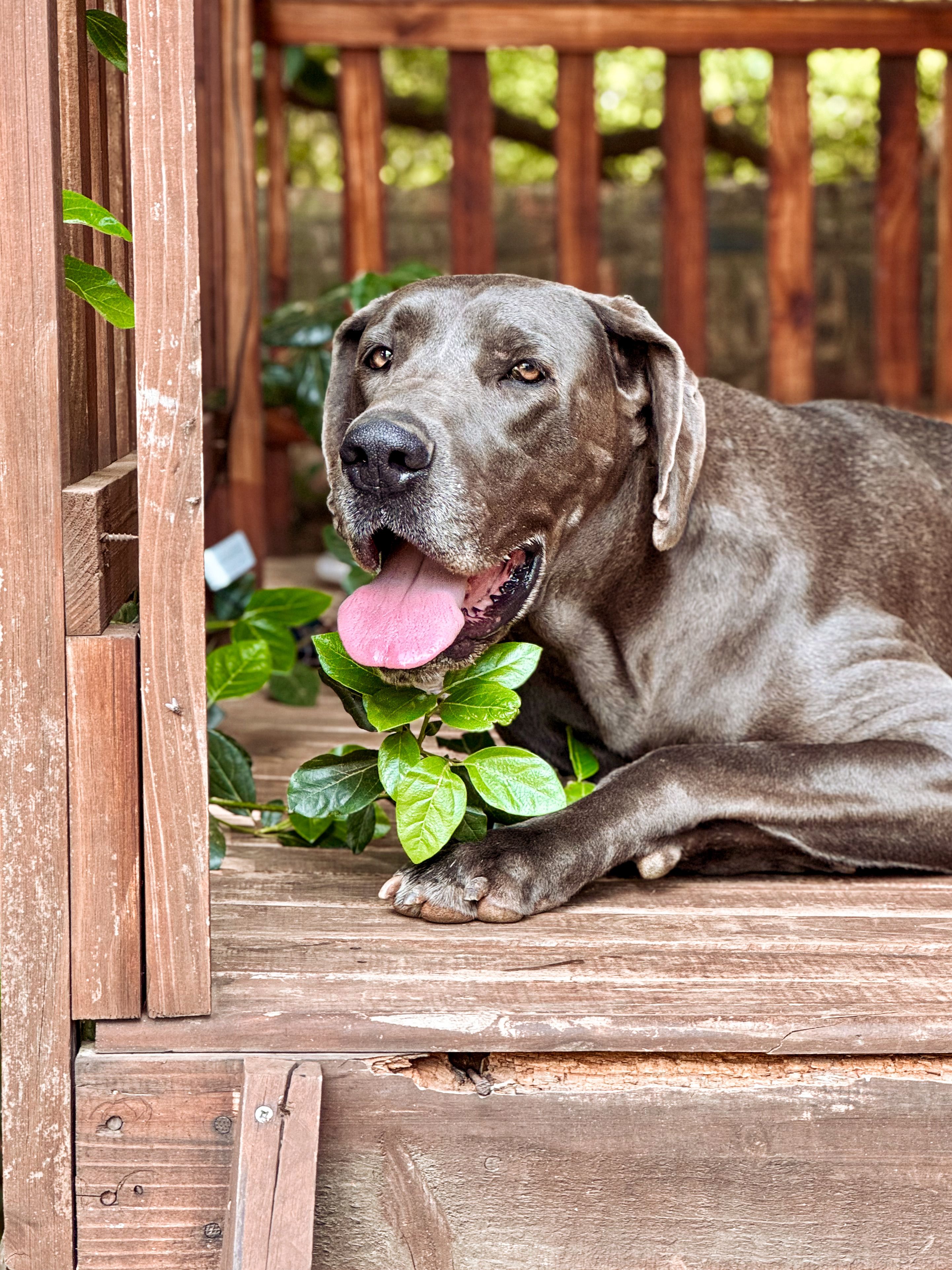 Photo 2 de Dogue Allemand