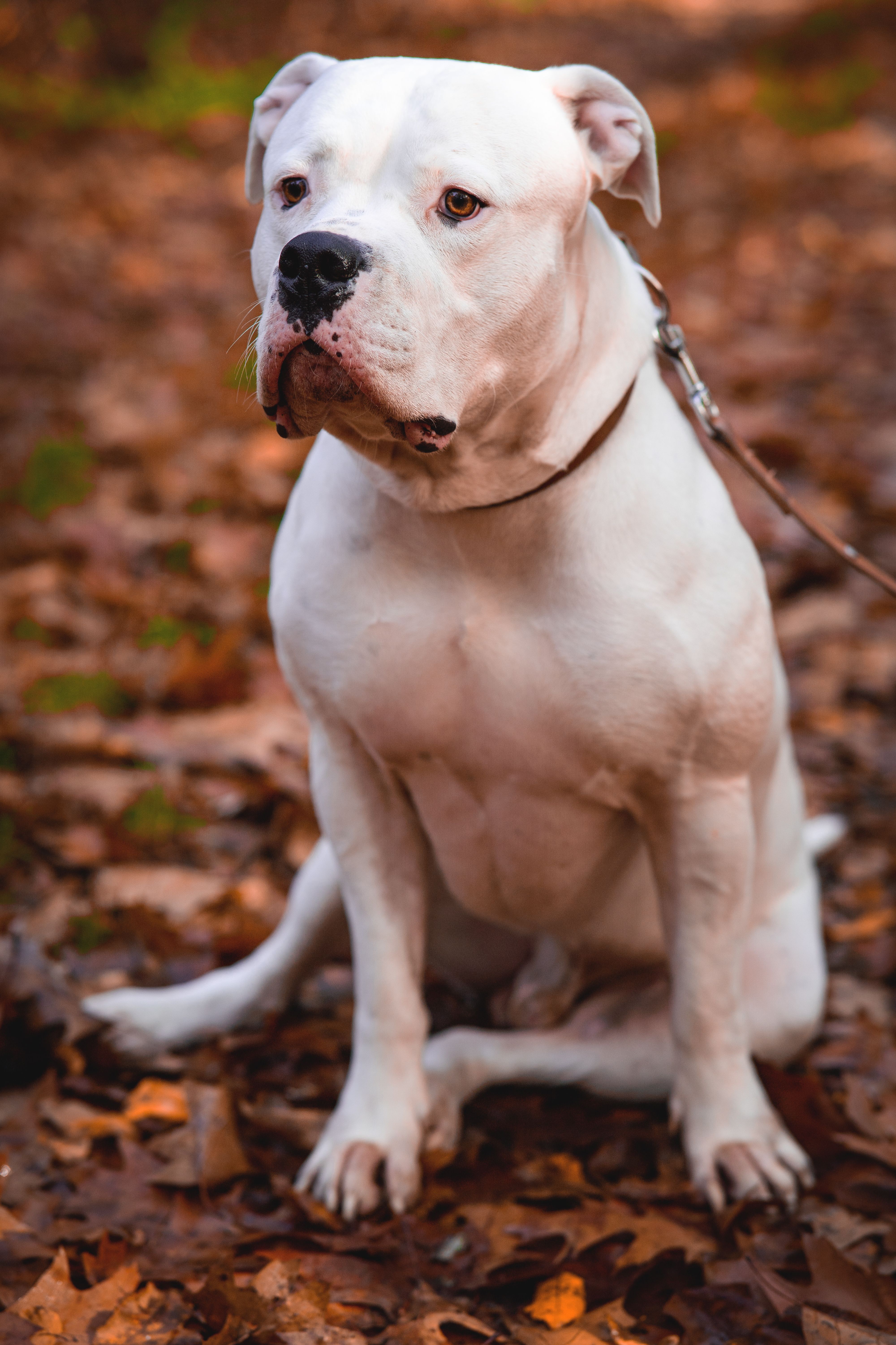 Photo 2 de Dogue Argentin