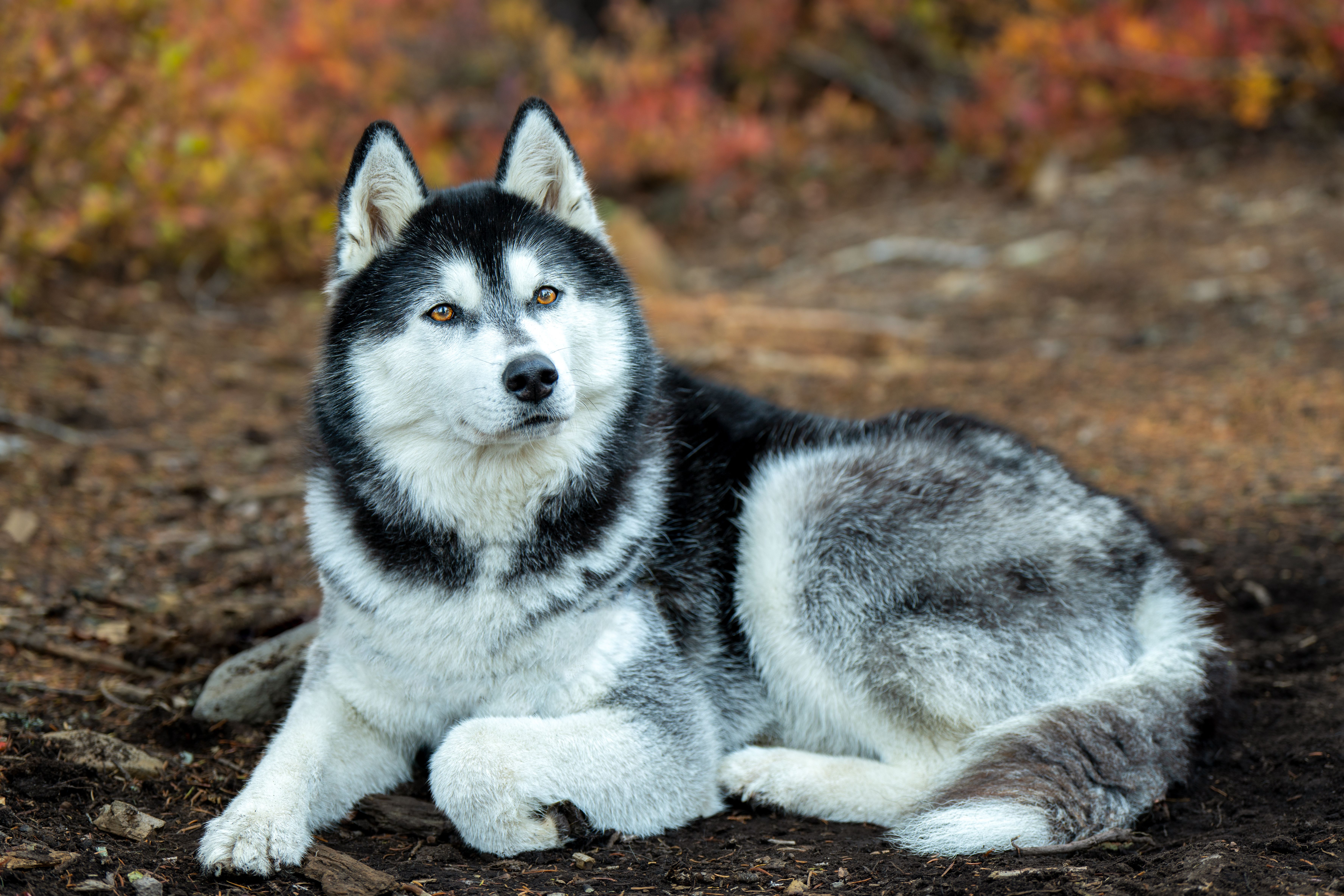 Husky Sibérien