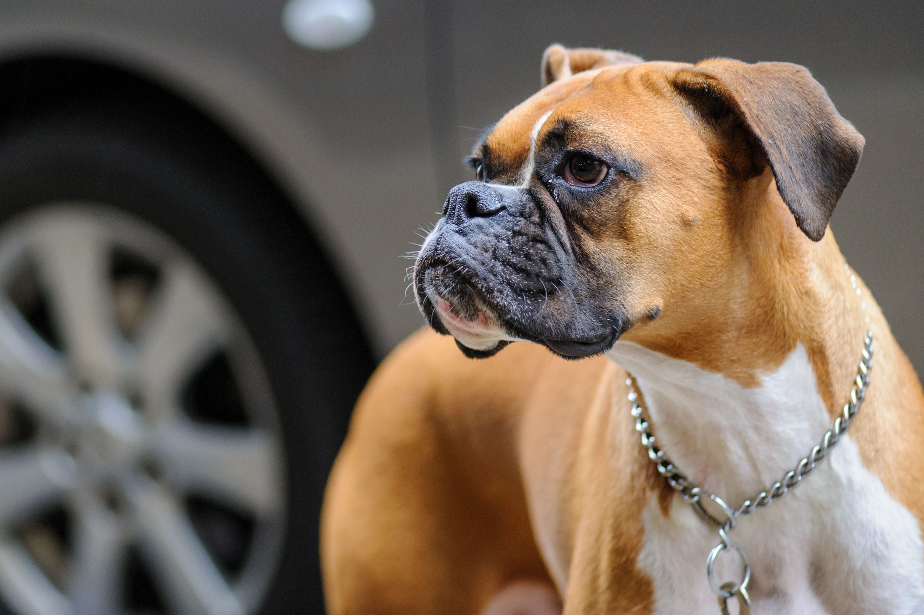 Boxer