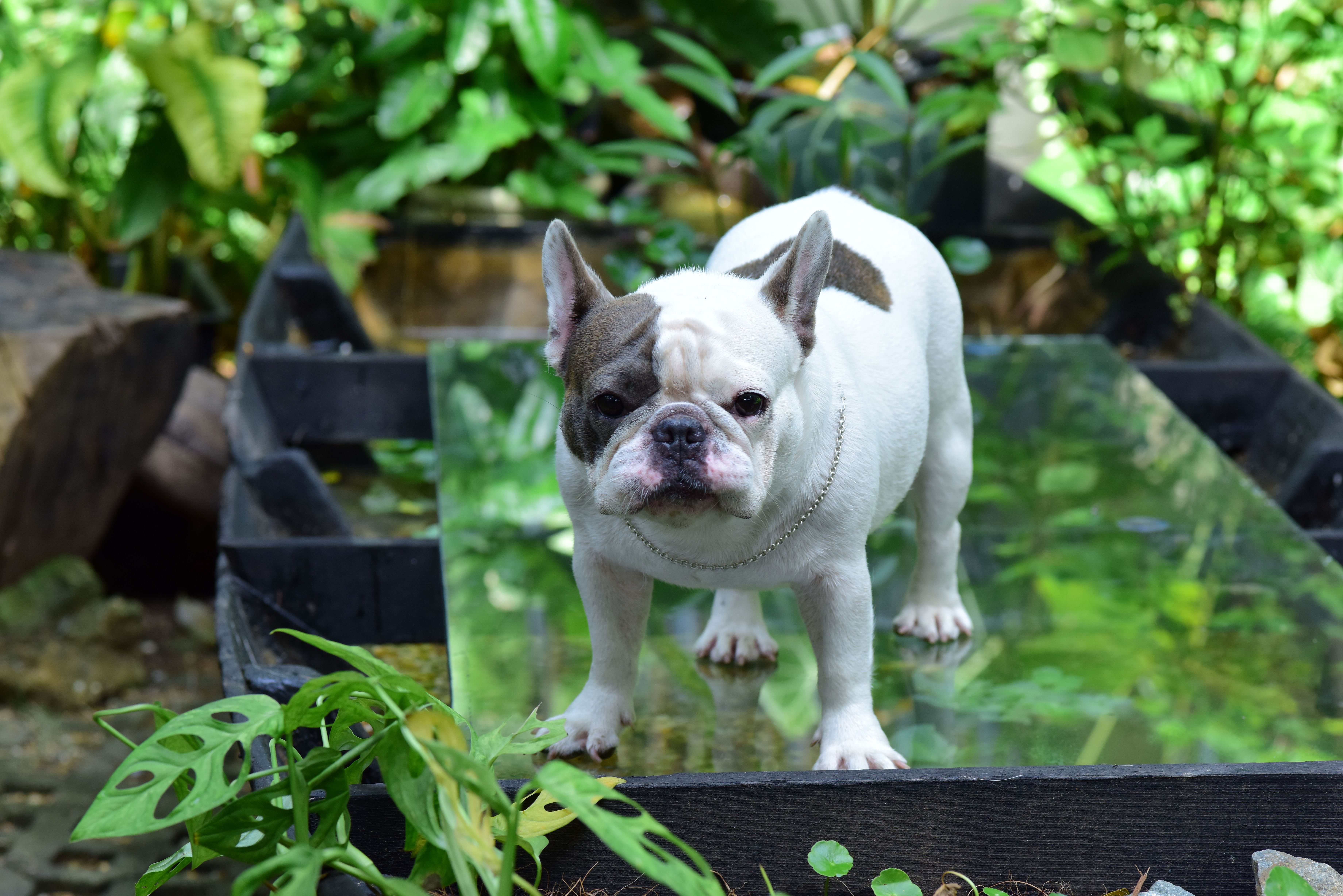Bouledogue Français