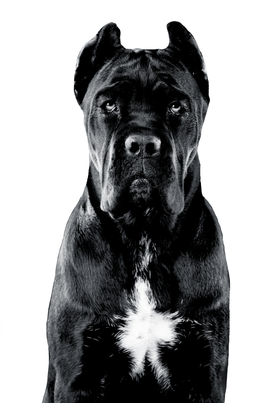 Cane Corso