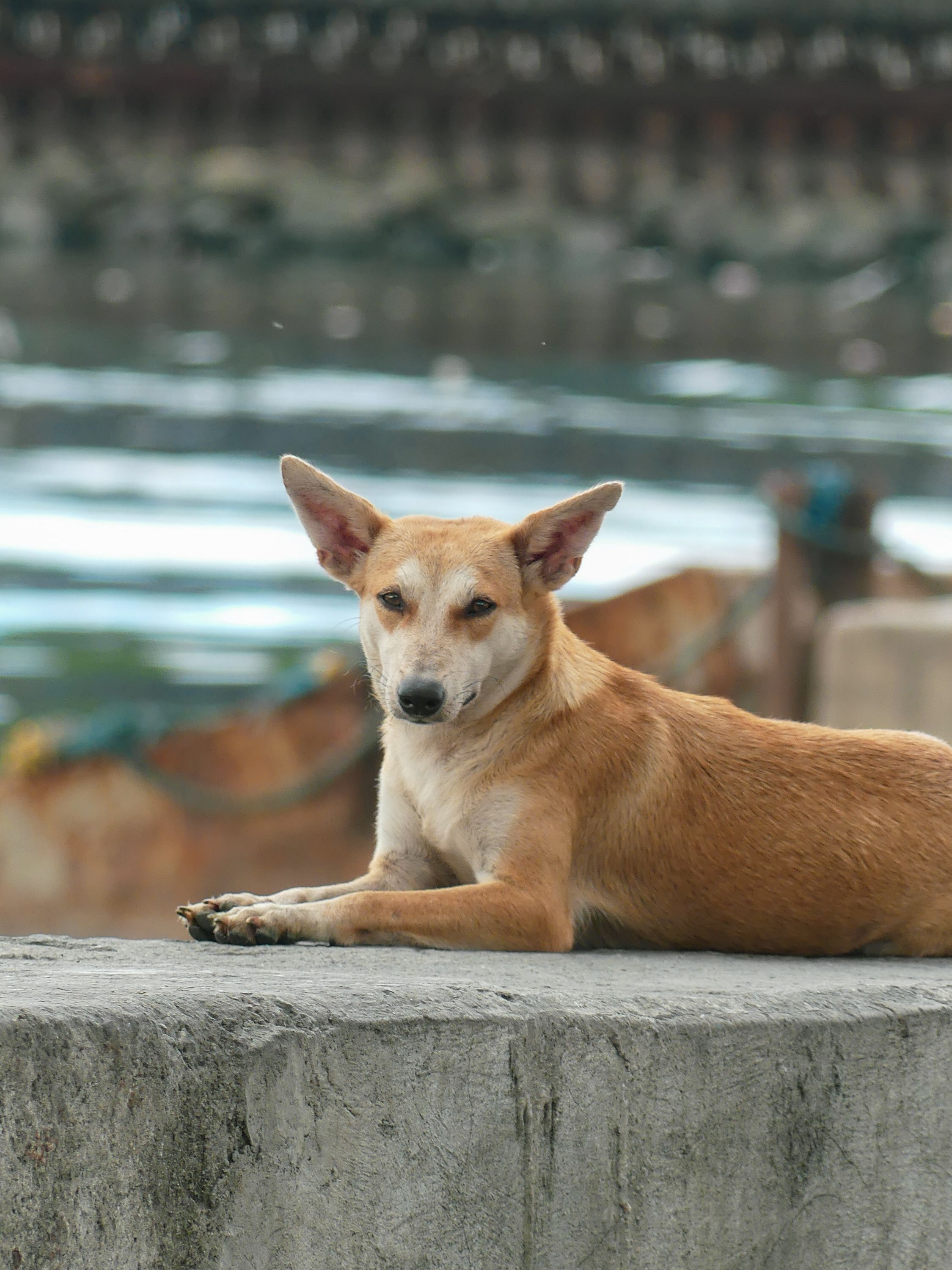 Photo 2 de Basenji