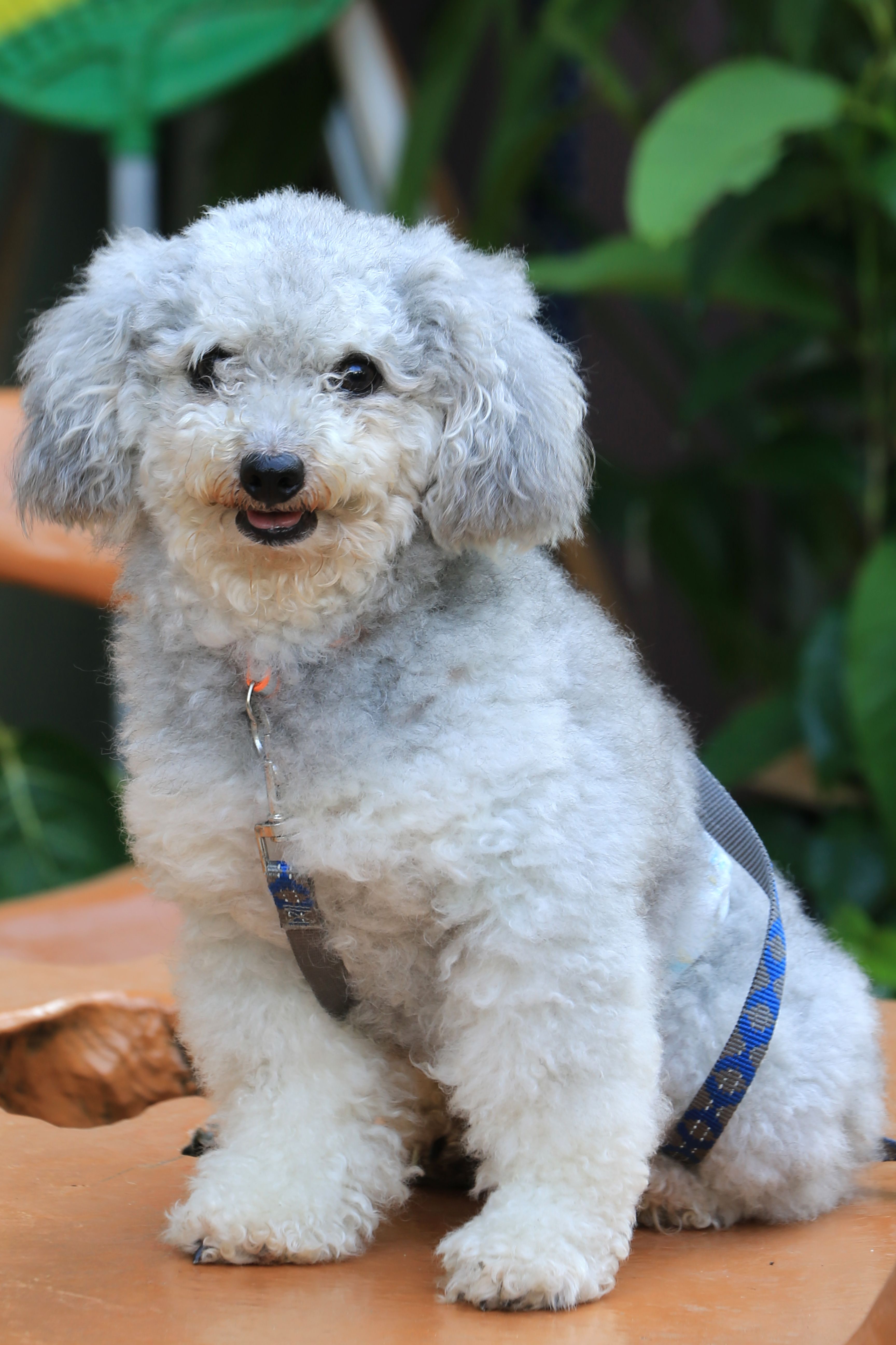 Caniche