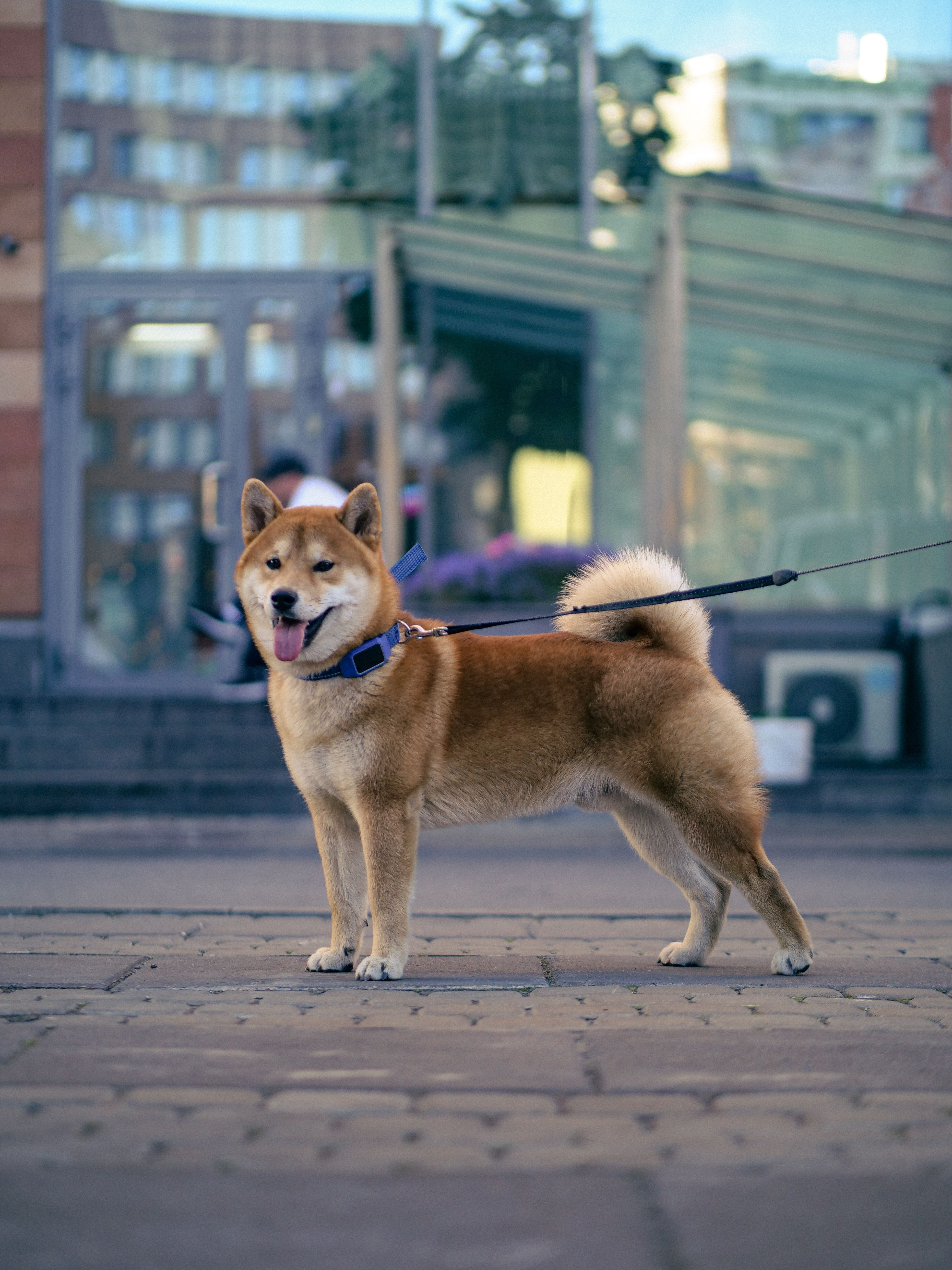 Photo 2 de Shiba Inu