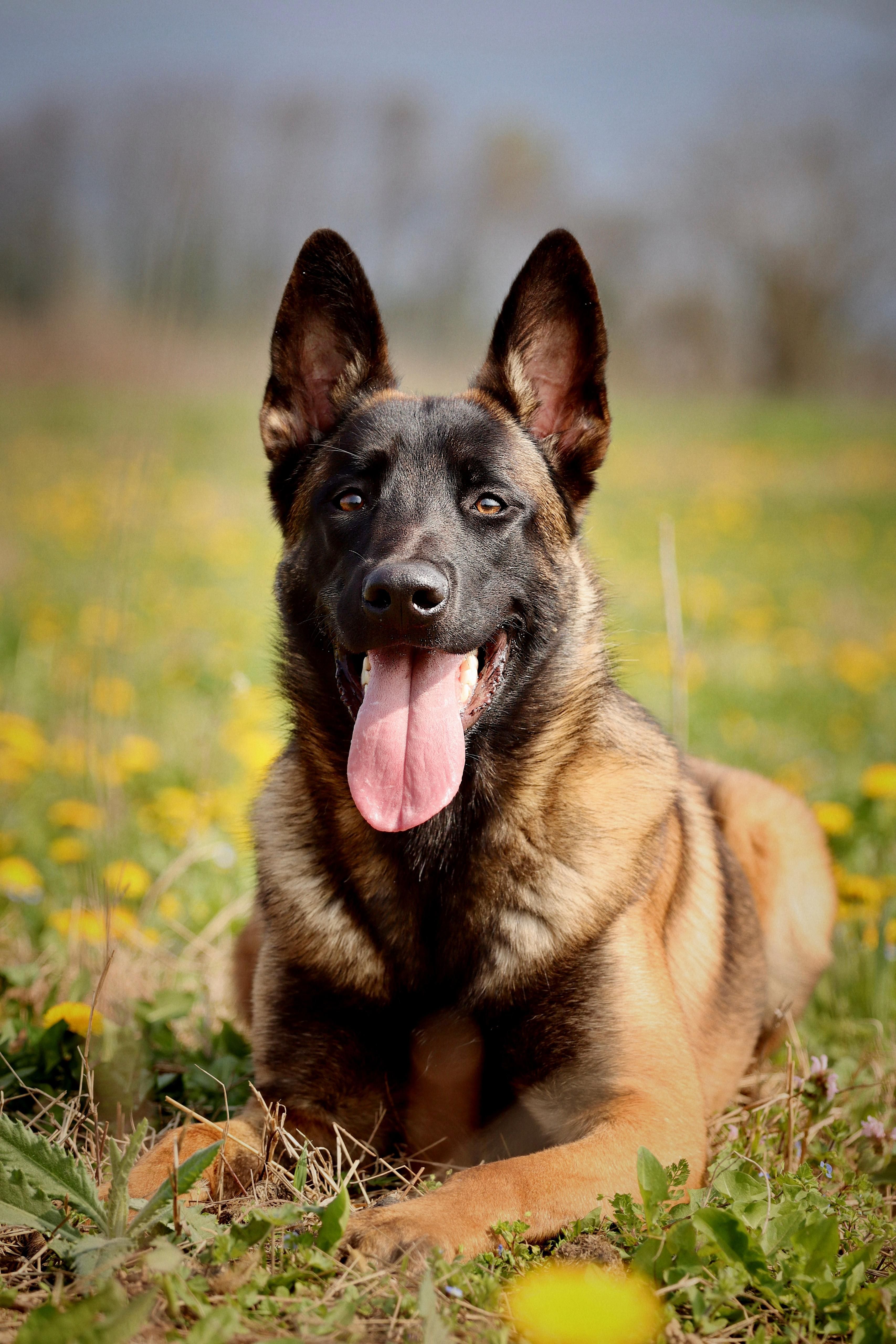 Berger Belge Malinois