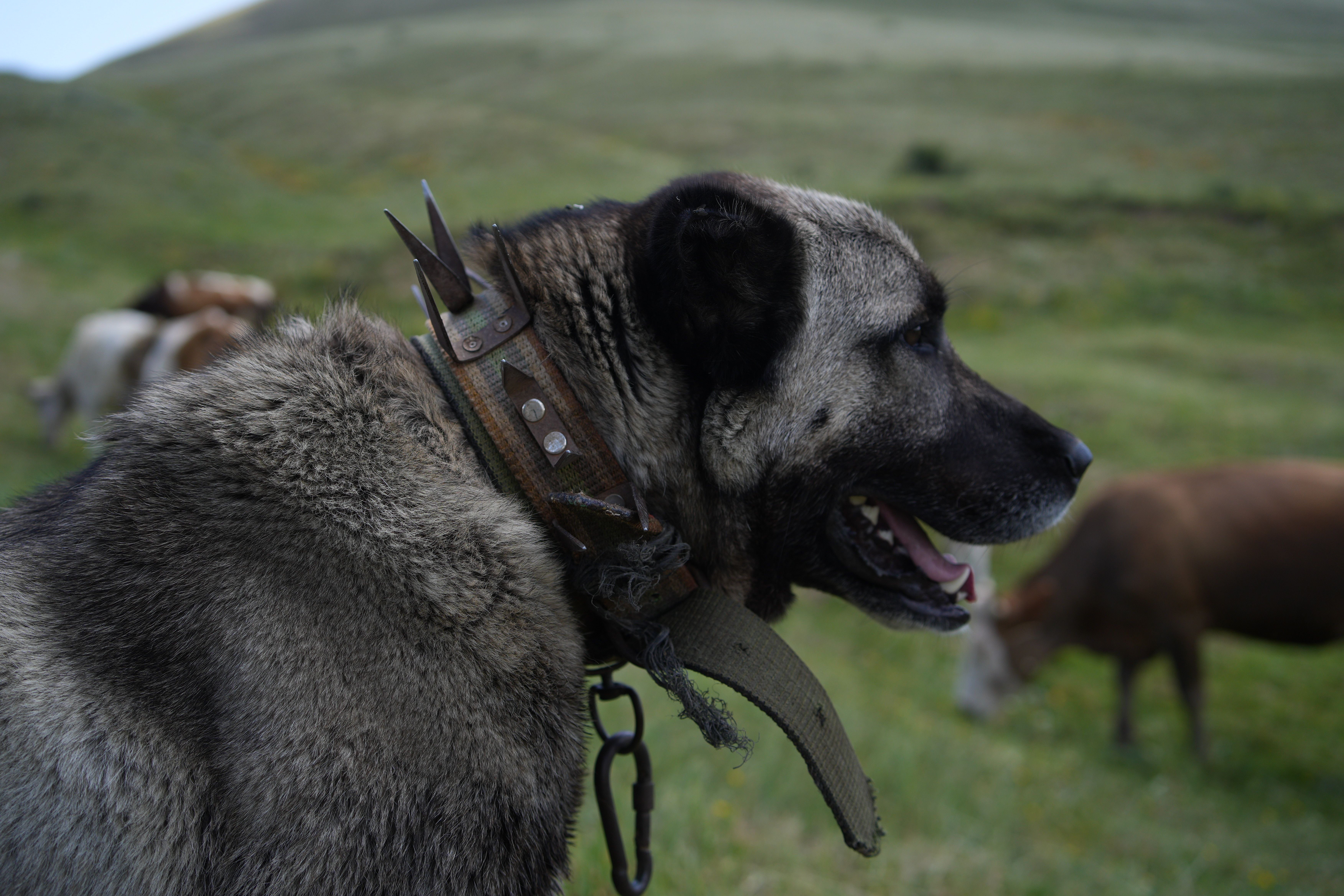 Kangal (Berger d’Anatolie / Chien de berger Kangal)