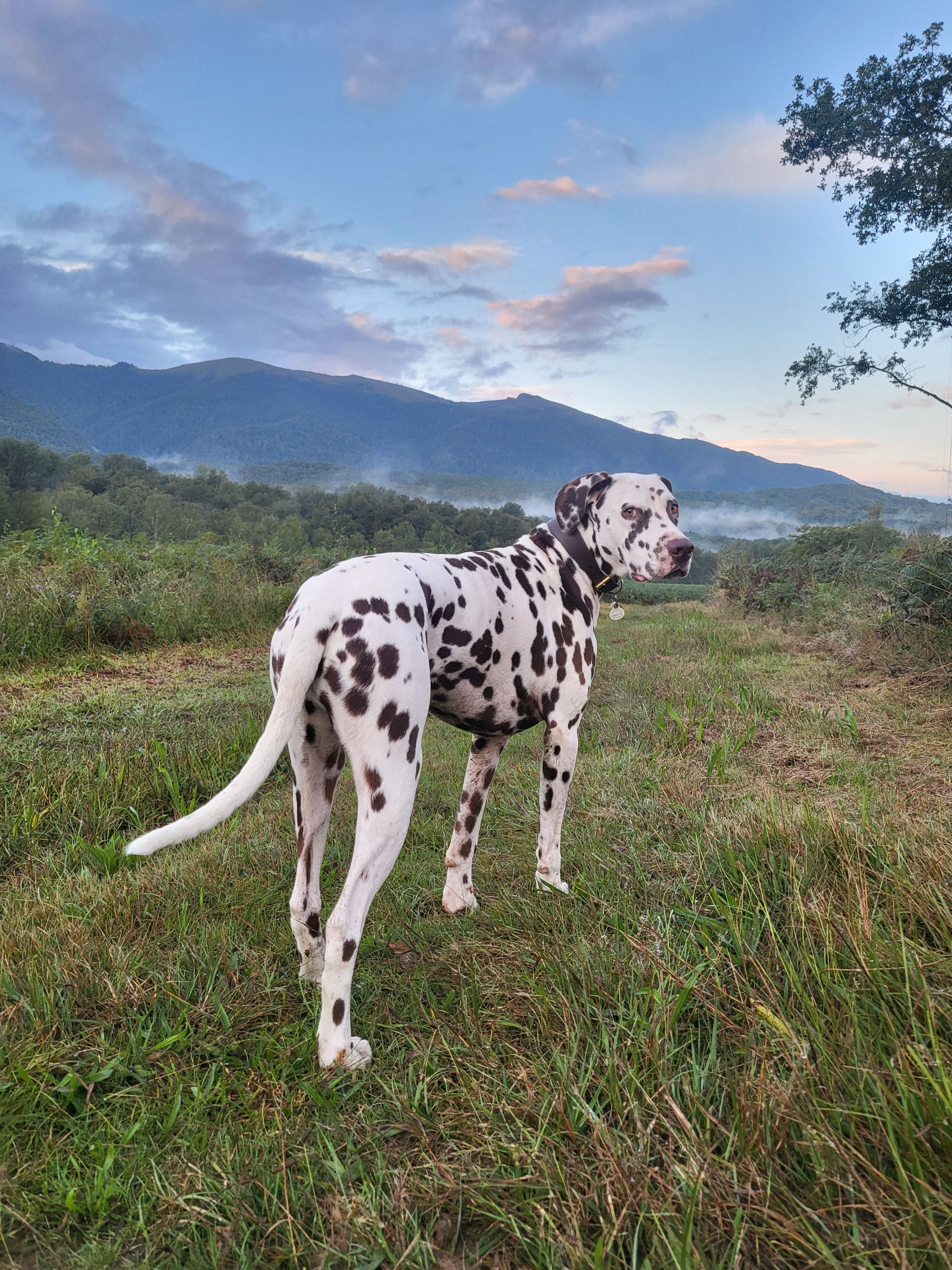 Photo 3 de Dalmatien