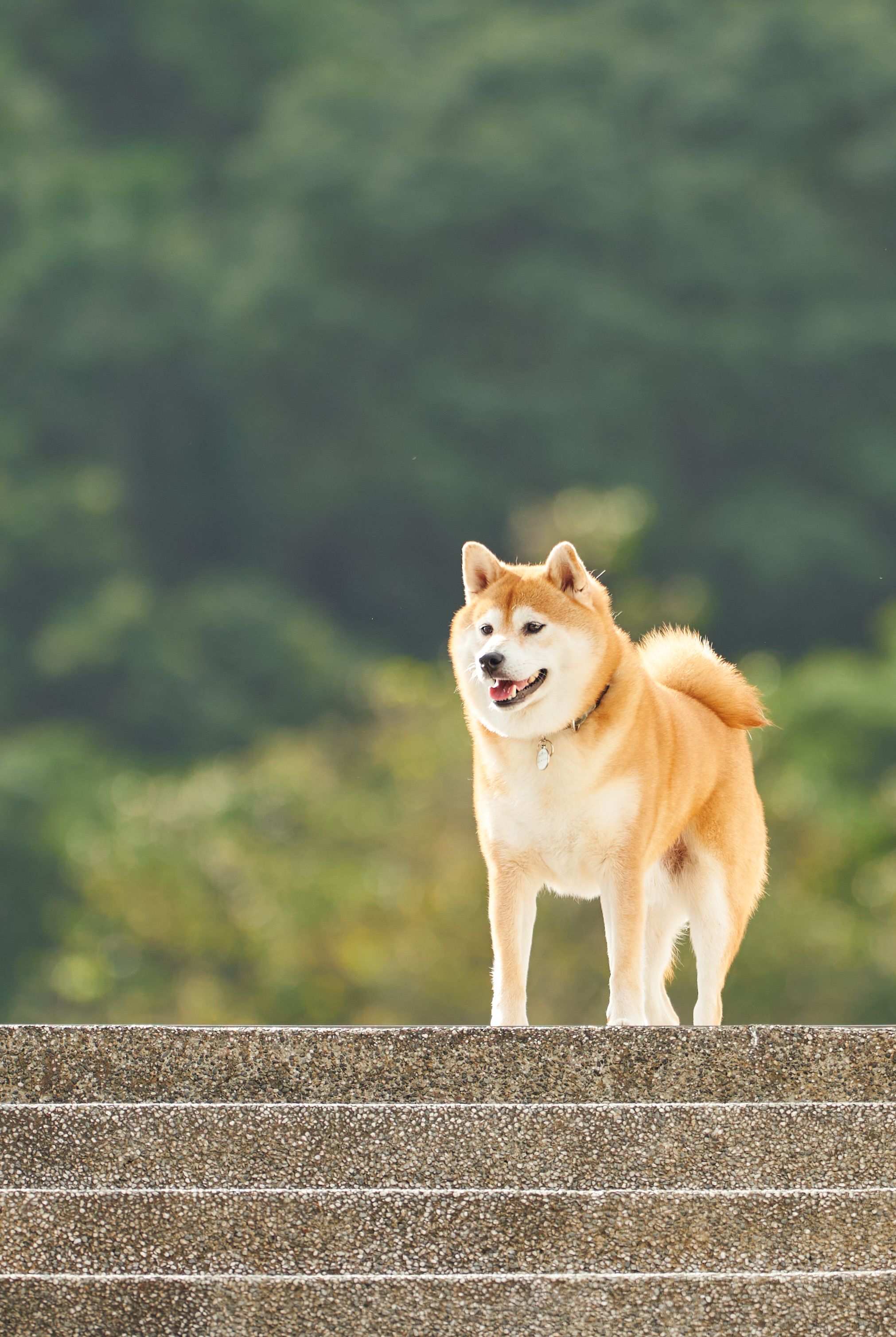 Akita Inu