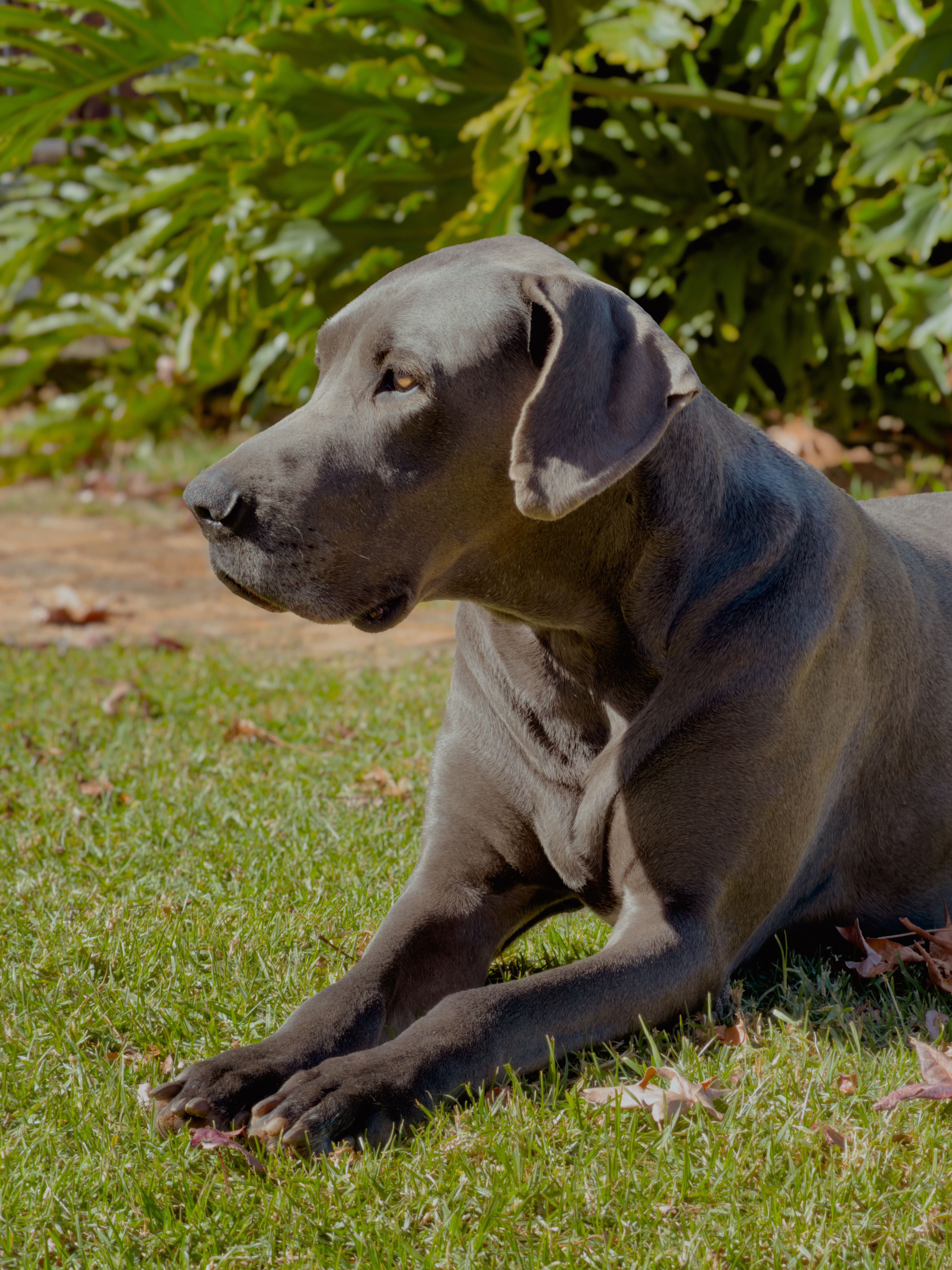 Photo 3 de Dogue Allemand