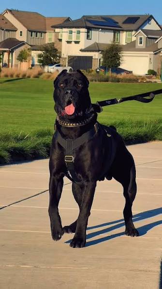 Photo 2 de Cane Corso