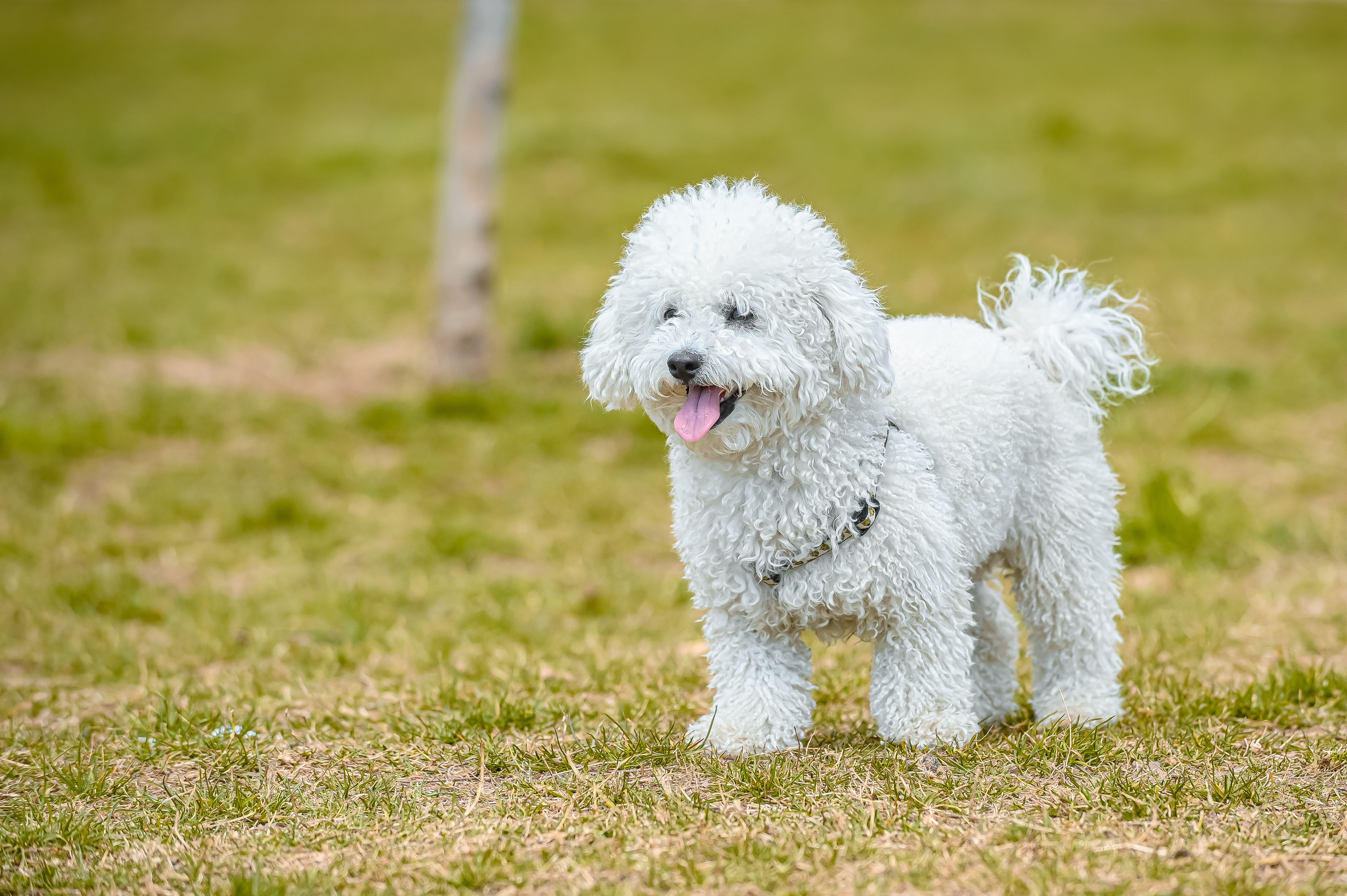Bichon Maltais