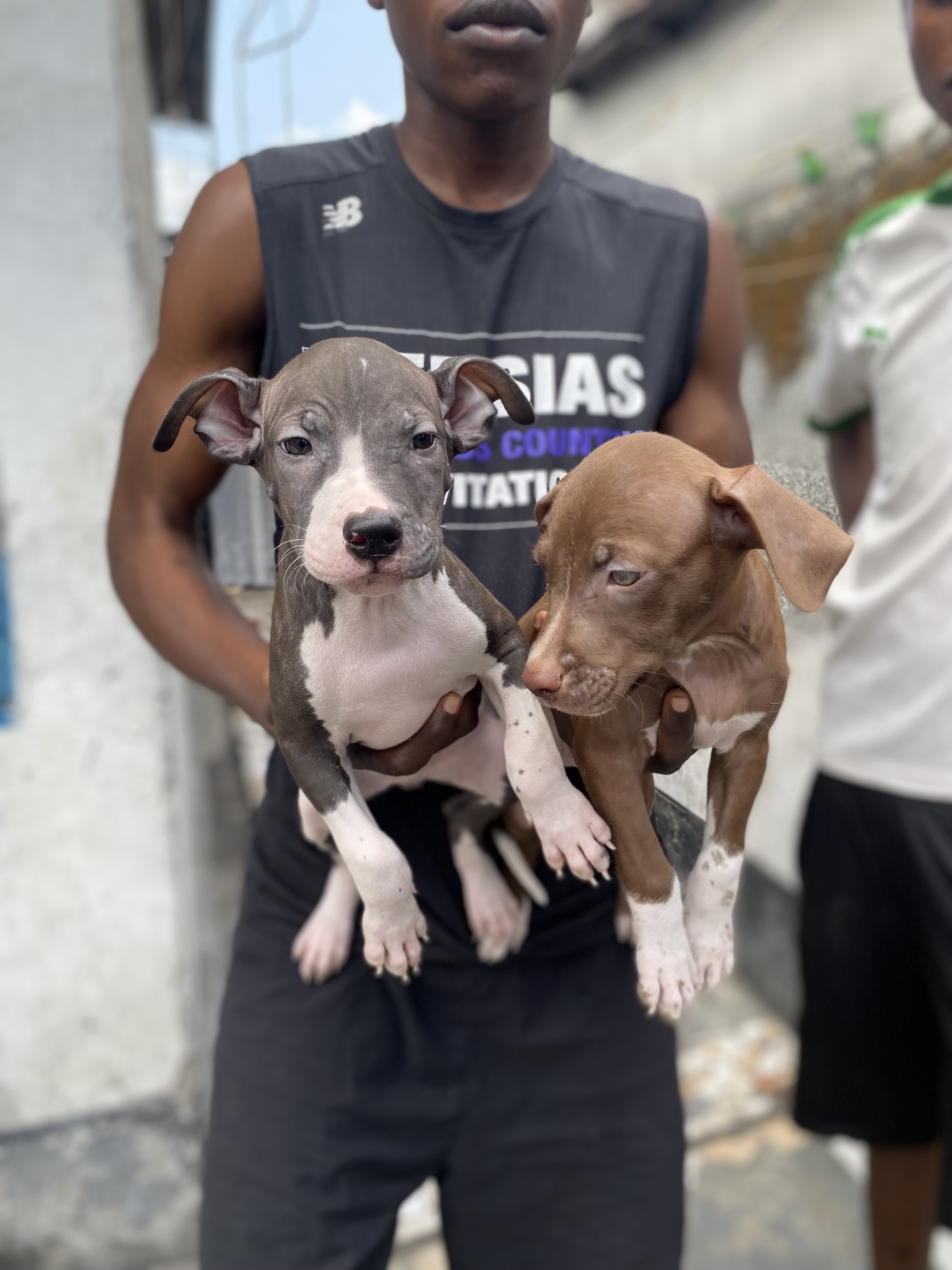 Rex un bon chien pour la garde
